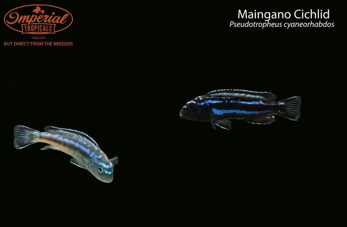 Maingano Cichlid
