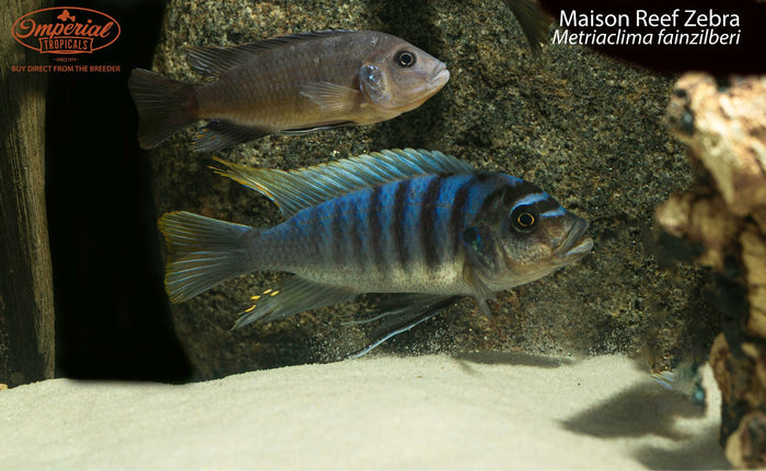 Maison Reef Zebra