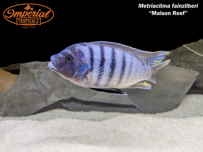 Maison Reef Zebra