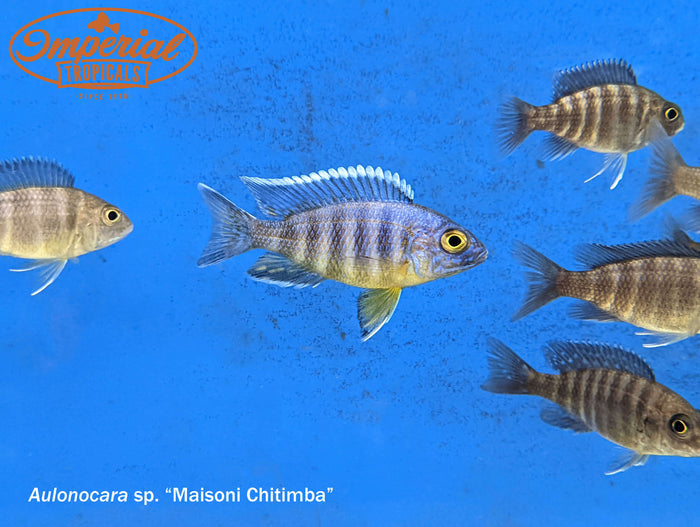 Maisoni Chitimba