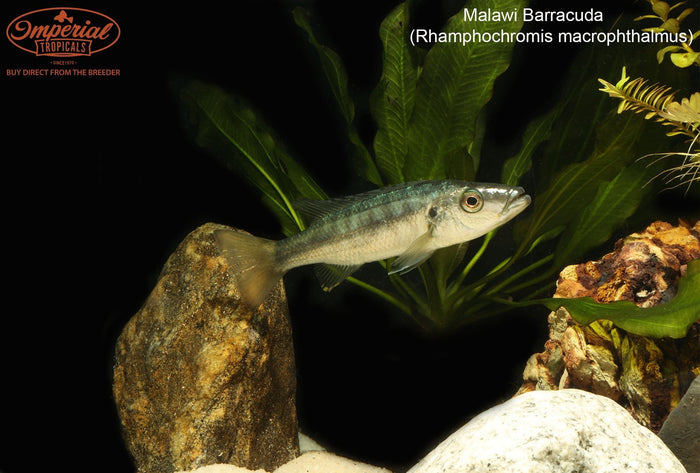 Malawi Barracuda