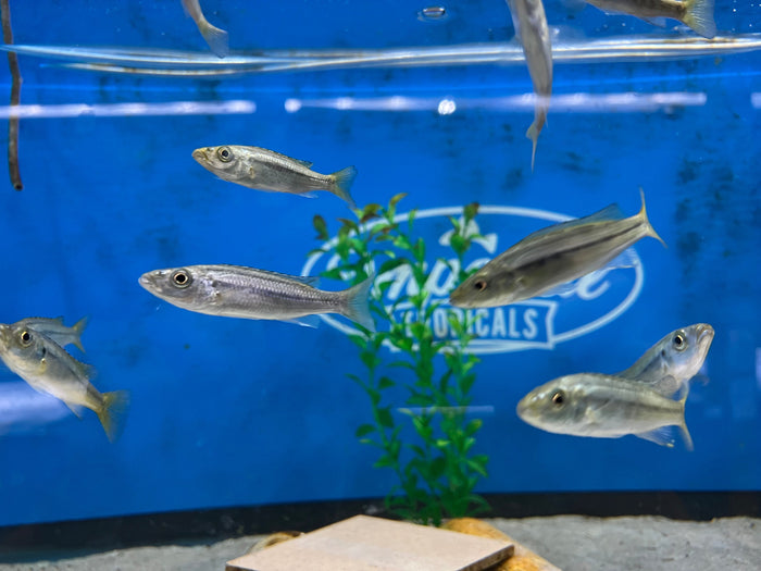 Malawi Barracuda