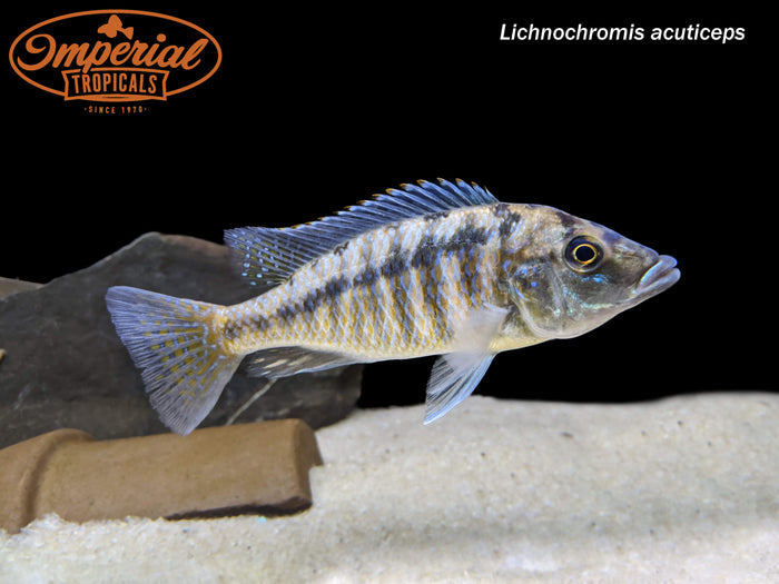 Malawi Gar