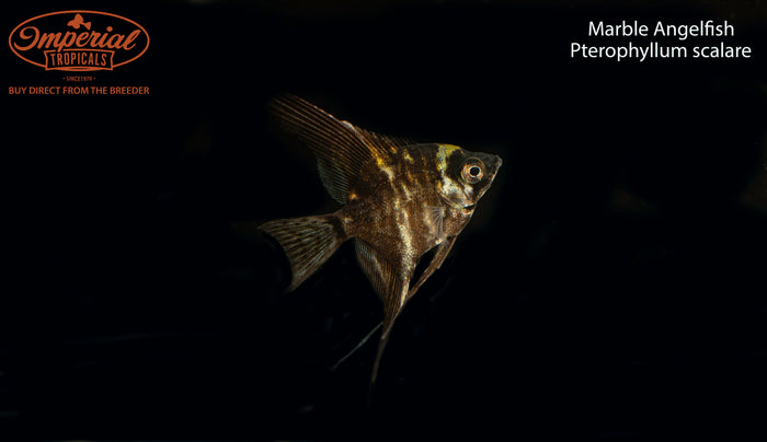 Marble Angelfish