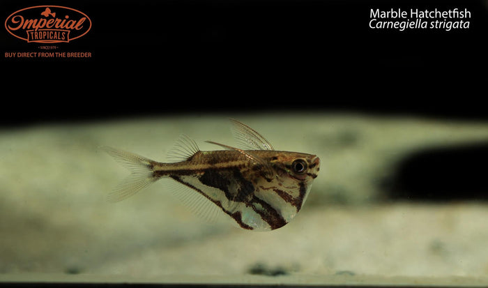 Marble Hatchetfish