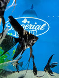 Marble Veil-Tail Angelfish