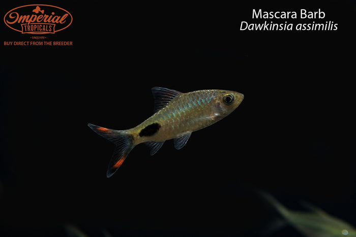 Mascara Barb (Dawkinsia assimilis)