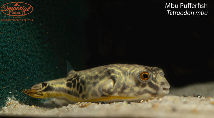 Mbu Pufferfish (Tetraodon mbu)