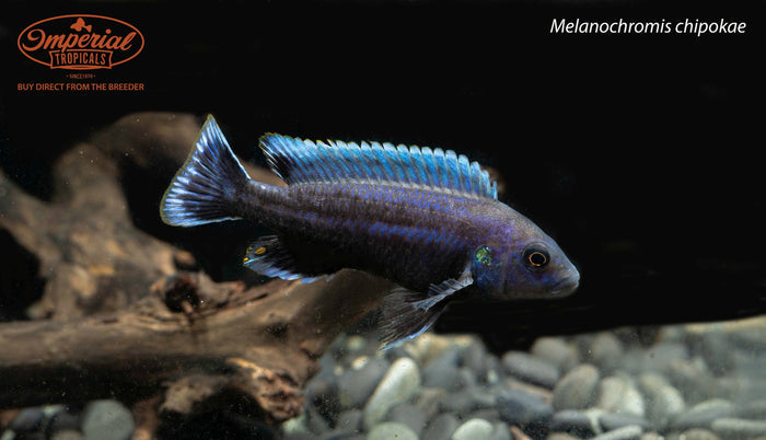 Melanochromis chipokae
