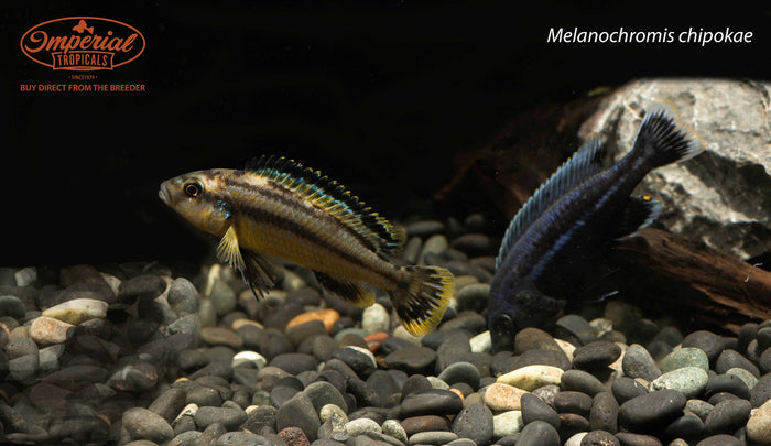 Melanochromis chipokae