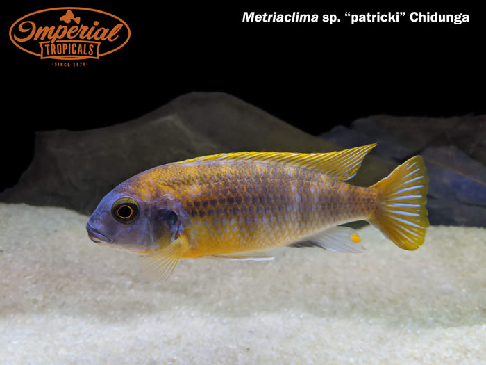 Metriaclima sp. patricki "Chidunga"