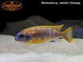 Metriaclima sp. patricki "Chidunga"