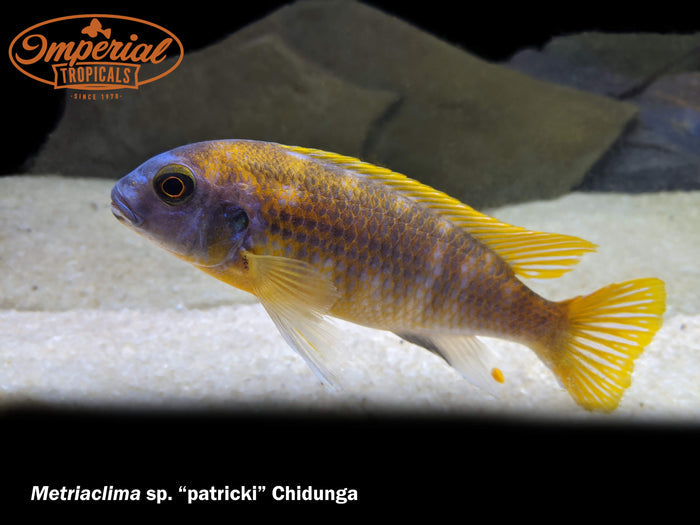 Metriaclima sp. patricki "Chidunga"