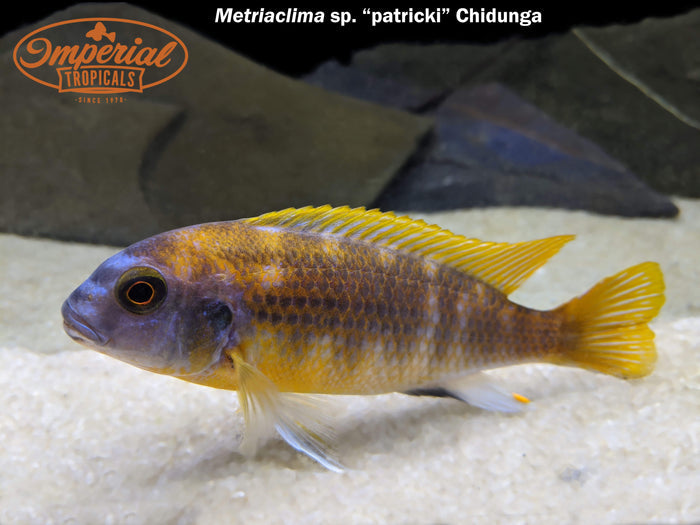 Metriaclima sp. patricki "Chidunga"