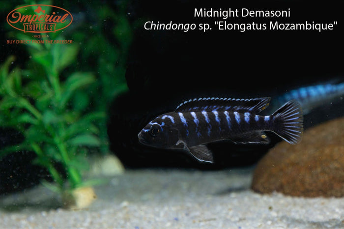 Midnight Demasoni (Chindongo sp. "Elongatus Mozambique")