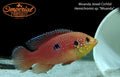 Moanda Jewel Cichlid