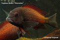 Moliro Firecracker Tropheus