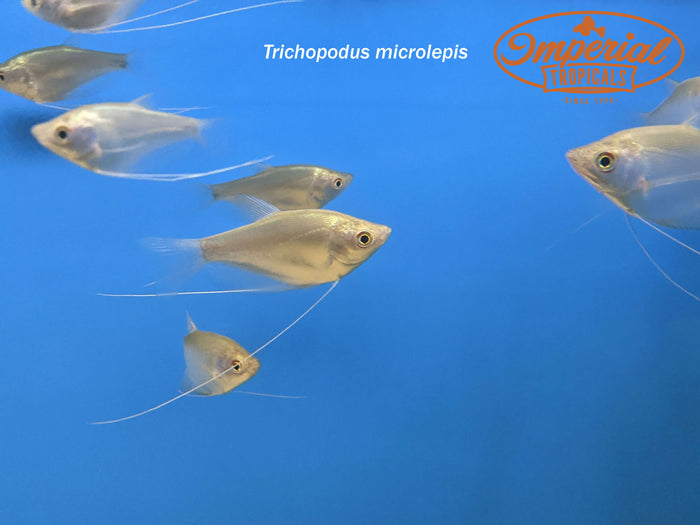 Moonlight Gourami
