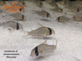 Morocha Hoplisoma