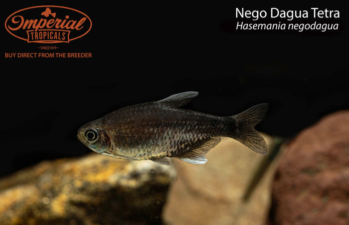 Nego Dagua Tetra