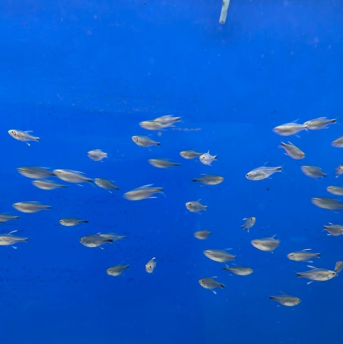 Nego Dagua Tetra