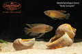 Neolamprologus brevis "Ikola Sunspot"