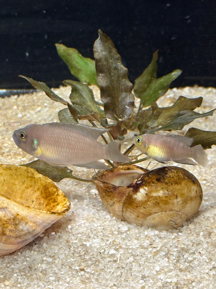 Neolamprologus brevis "Ikola Sunspot"