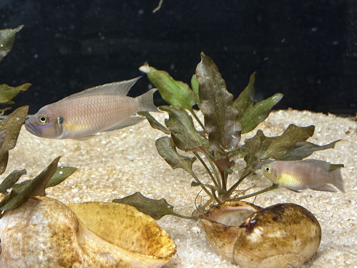 Neolamprologus brevis "Ikola Sunspot"