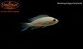 Neolamprologus brichardi