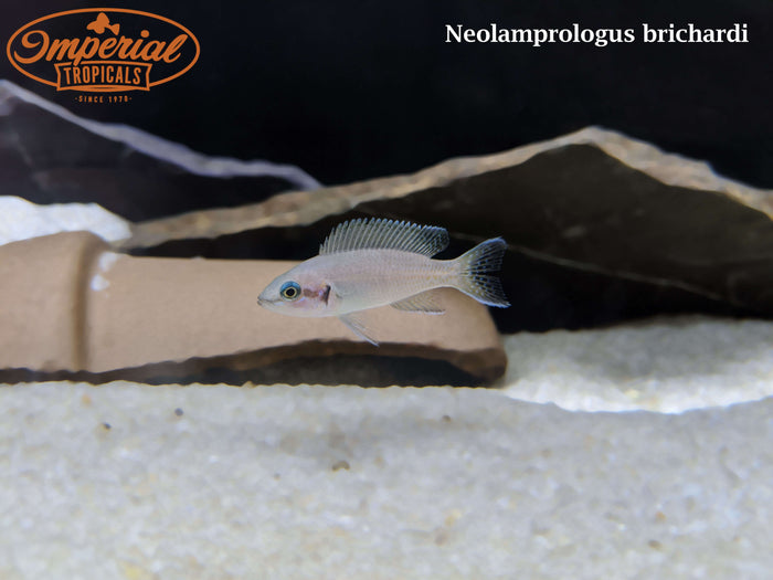 Neolamprologus brichardi