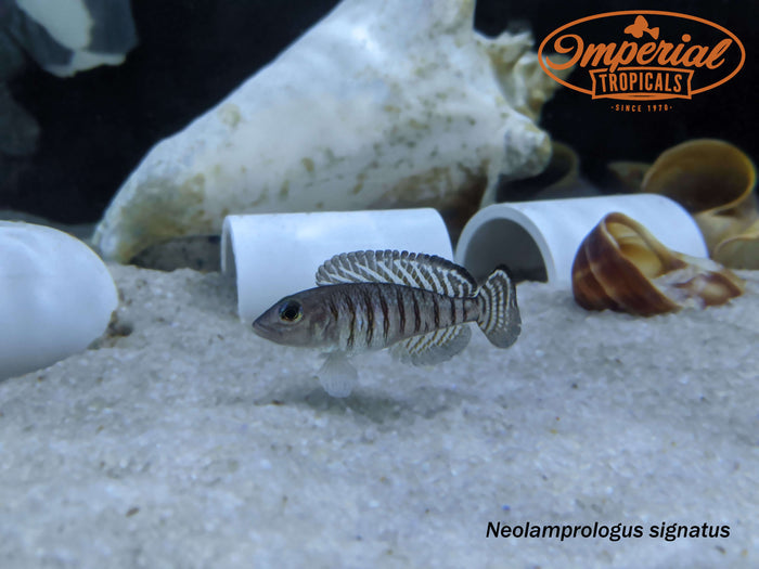 Neolamprologus signatus