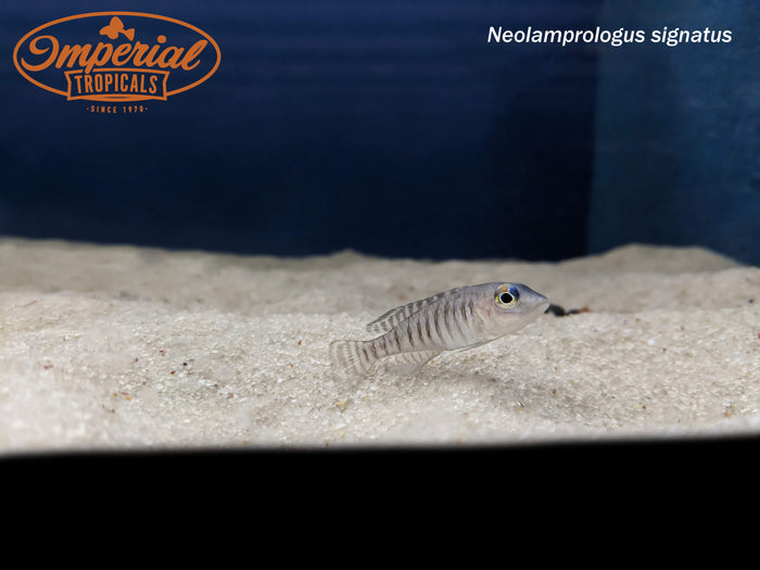 Neolamprologus signatus