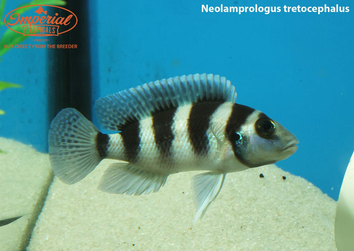 Neolamprologus tretocephalus