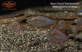 Neon Dwarf Rainbowfish