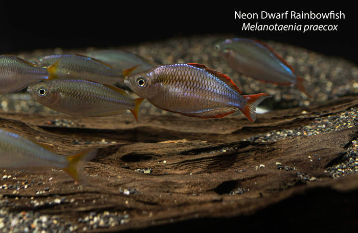 Neon Dwarf Rainbowfish