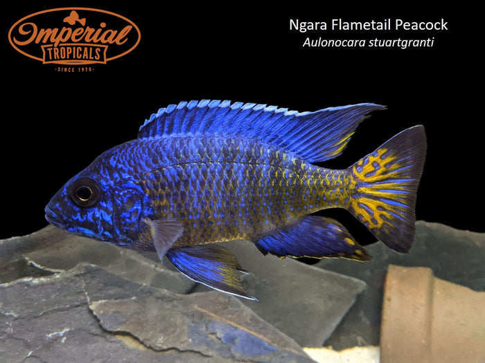 Ngara Flametail Peacock