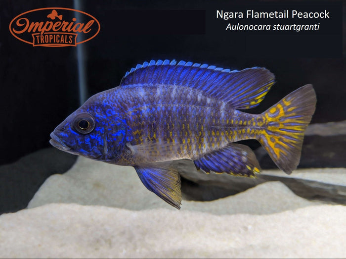 Ngara Flametail Peacock