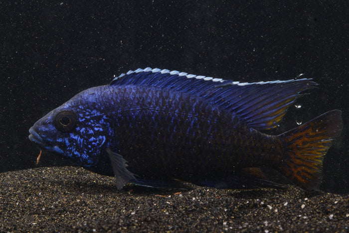 Ngara Flametail Peacock (Aulonocara stuartgranti) - Imperial Tropicals