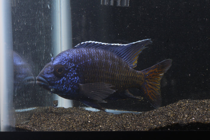 Ngara Flametail Peacock (Aulonocara stuartgranti) - Imperial Tropicals