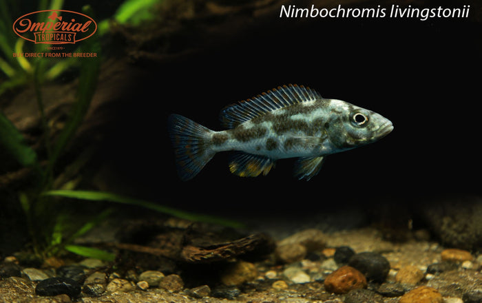 Nimbochromis livingstonii