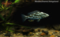 Nimbochromis livingstonii