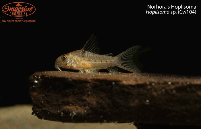 Norhora's Hoplisoma