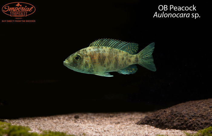 OB Peacock