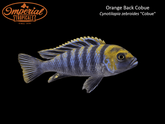 Orange Back Cobue
