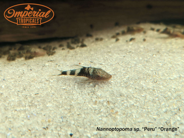 Orange Oto
