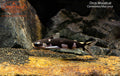 Orca Woodcat (Centromochlus orca)