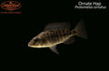 Ornate Hap (Protomelas ornatus)