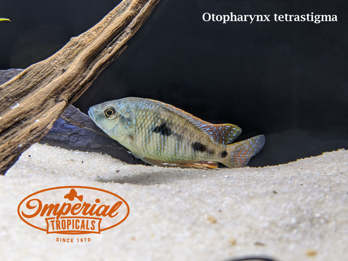 Otopharynx tetrastigma