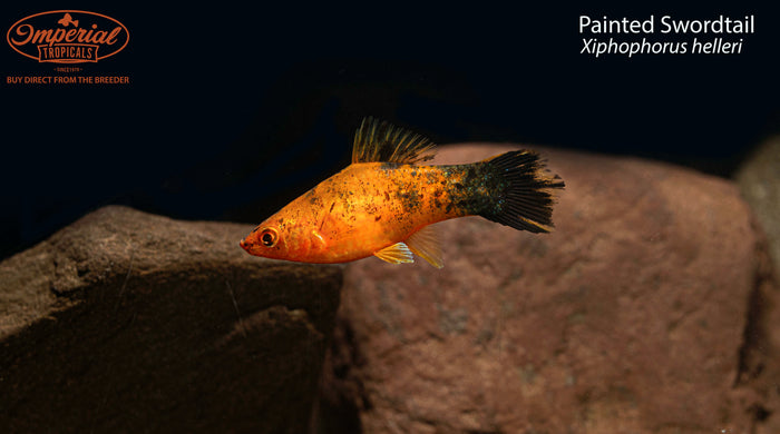 Painted Swordtail