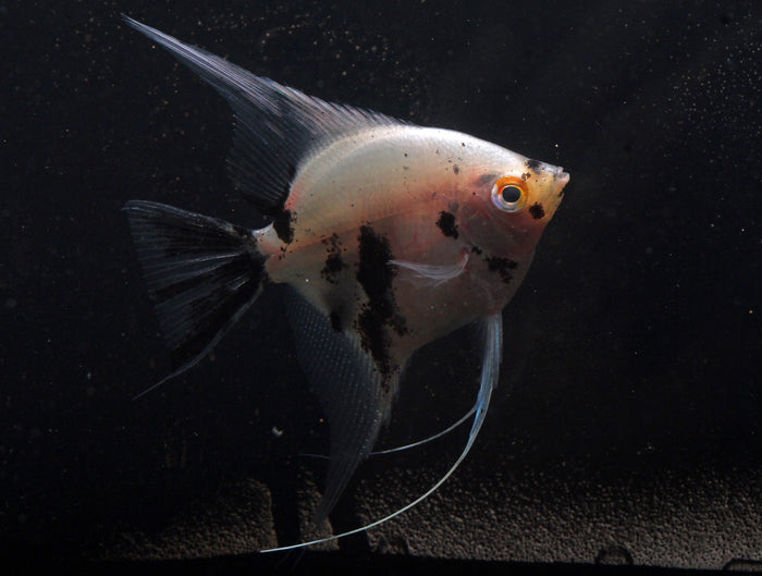 Panda Angelfish (Pterophyllum scalare) - Imperial Tropicals